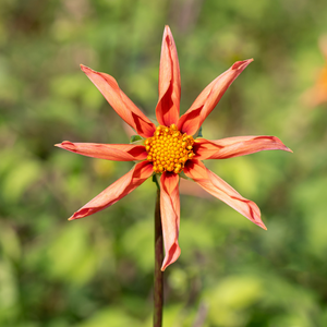 Dahlia 'Honka Oranje'