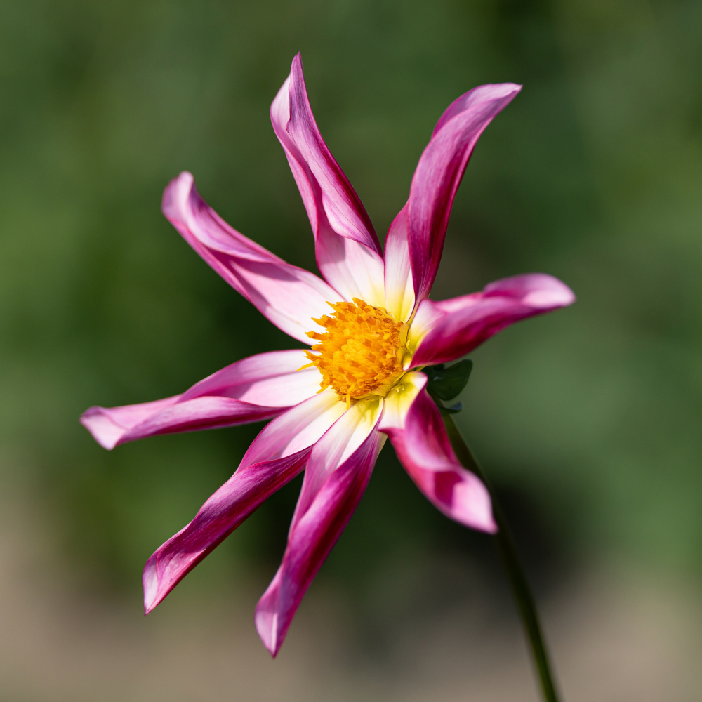 Dahlia 'Honka Pink'