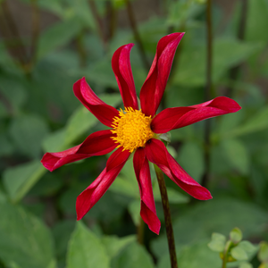 Dahlia 'Honka Rood'