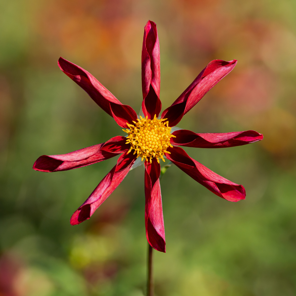 Dahlia 'Honka Rood'