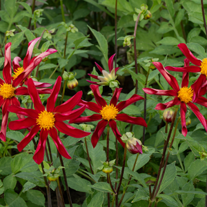 Dahlia 'Honka Rood'