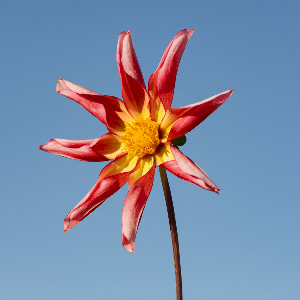 Dahlia 'Honka Suprise'