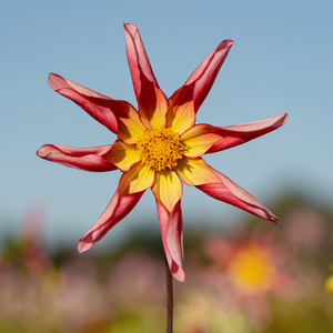 Dahlia 'Honka Suprise'