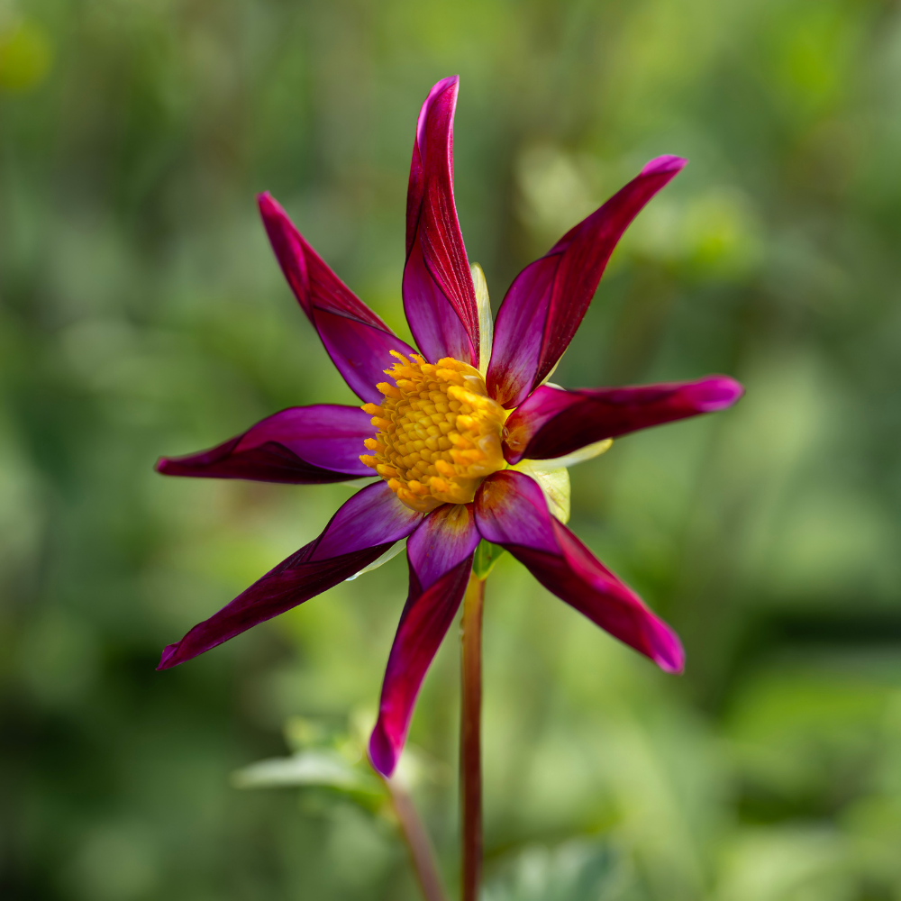 Dahlia 'Honka Vino'