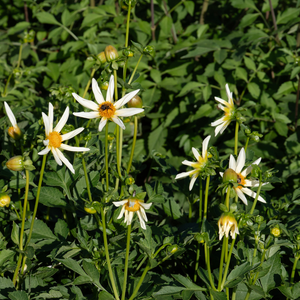 Dahlia 'Honka Wit'