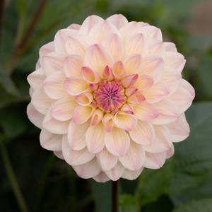 Dahlia 'Hotline'