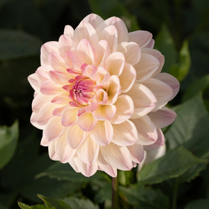 Dahlia 'Hotline'