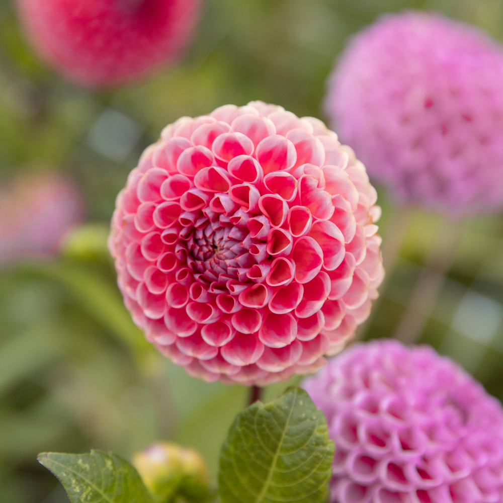 Dahlia 'Isabel'