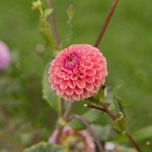 Dahlia pakket XXXXL pakket (met al onze 56 soorten)