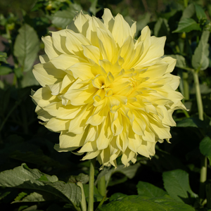 Dahlia 'Kelvin Floodlight'