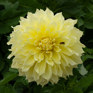 Dahlia 'Kelvin Floodlight'