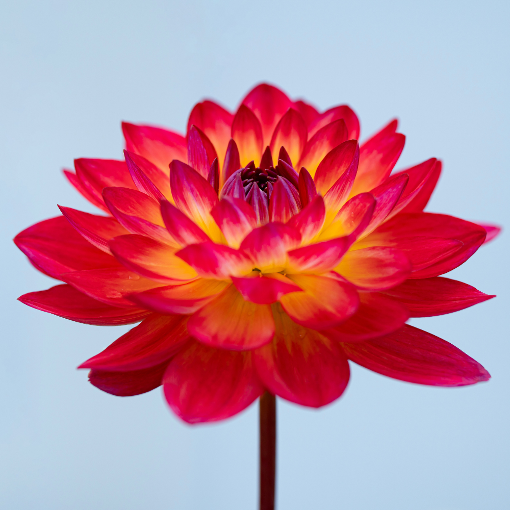 Dahlia 'Kilburn Glow'