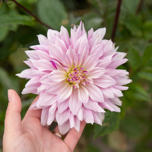 Dahlia pakket XXXXL pakket (met al onze 56 soorten)