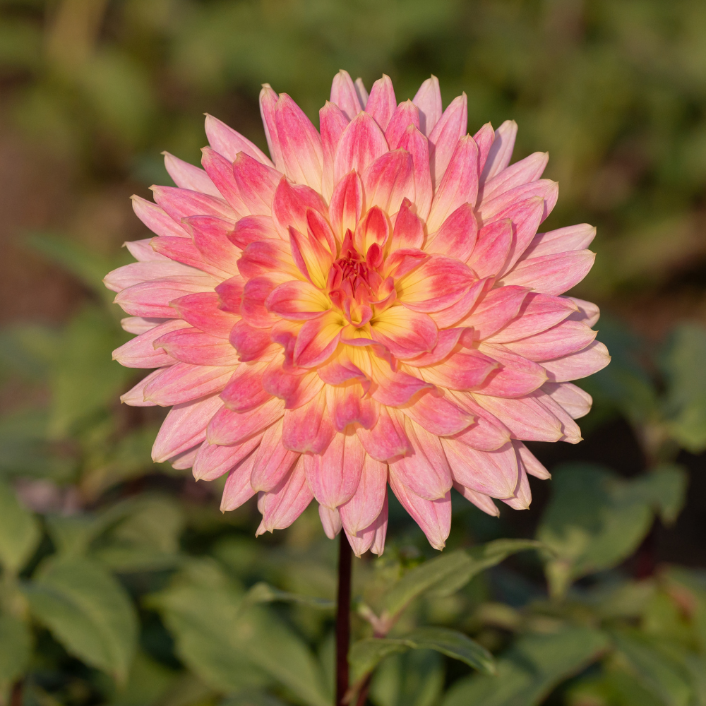 Dahlia 'Magic Sunrise'