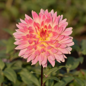 Dahlia 'Magic Sunrise'