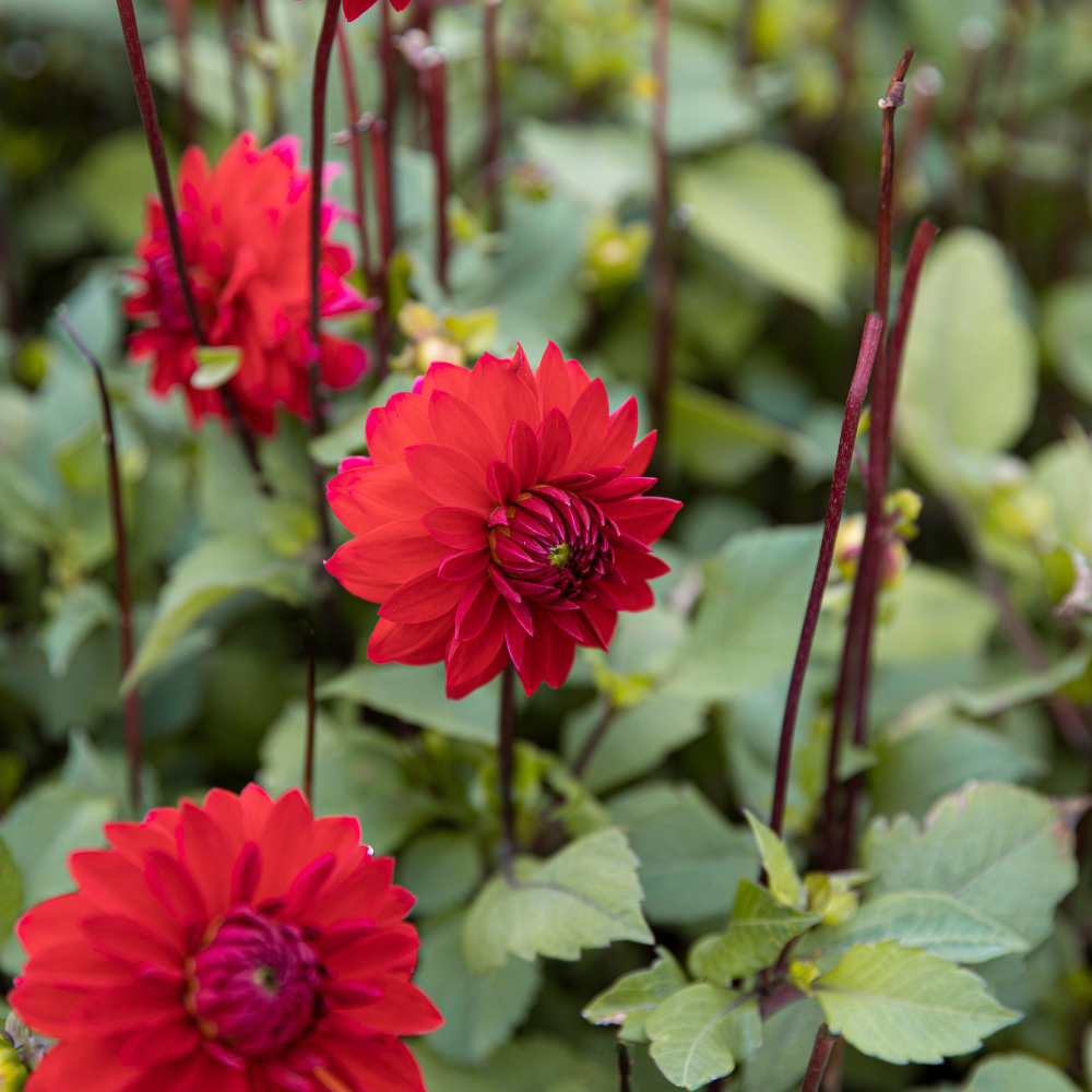 Dahlia pakket XXXXL pakket (met al onze 56 soorten)