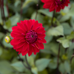Dahlia 'Menorca' BIO