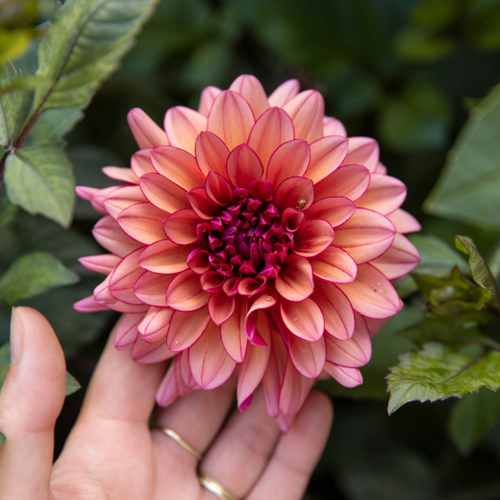 Dahlia pakket XXXXL pakket (met al onze 56 soorten)