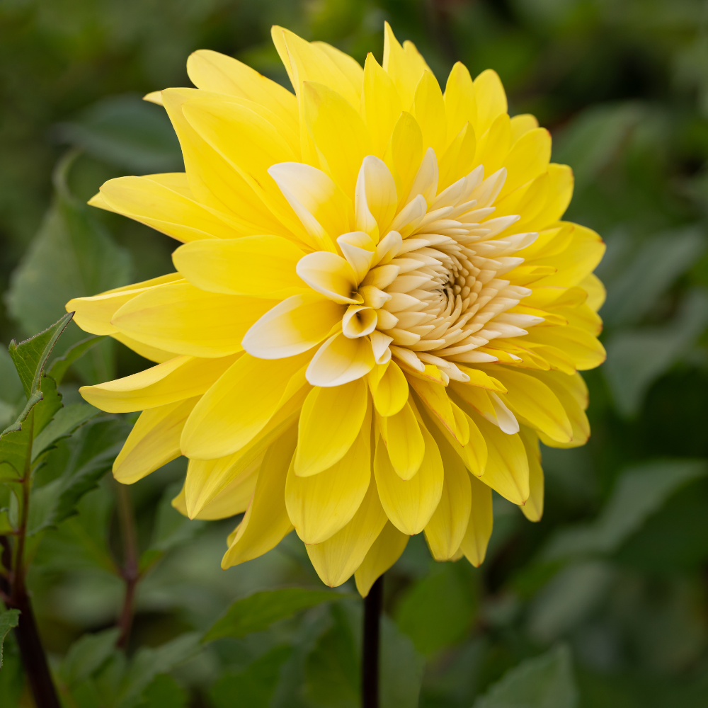 Dahlia 'Monsieur Bojangles'