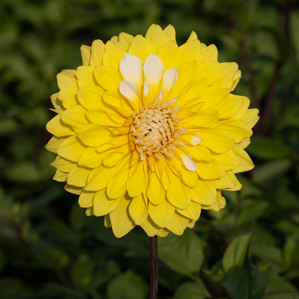 Dahlia 'Monsieur Bojangles'
