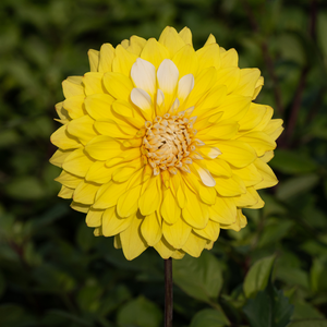 Dahlia 'Monsieur Bojangles'