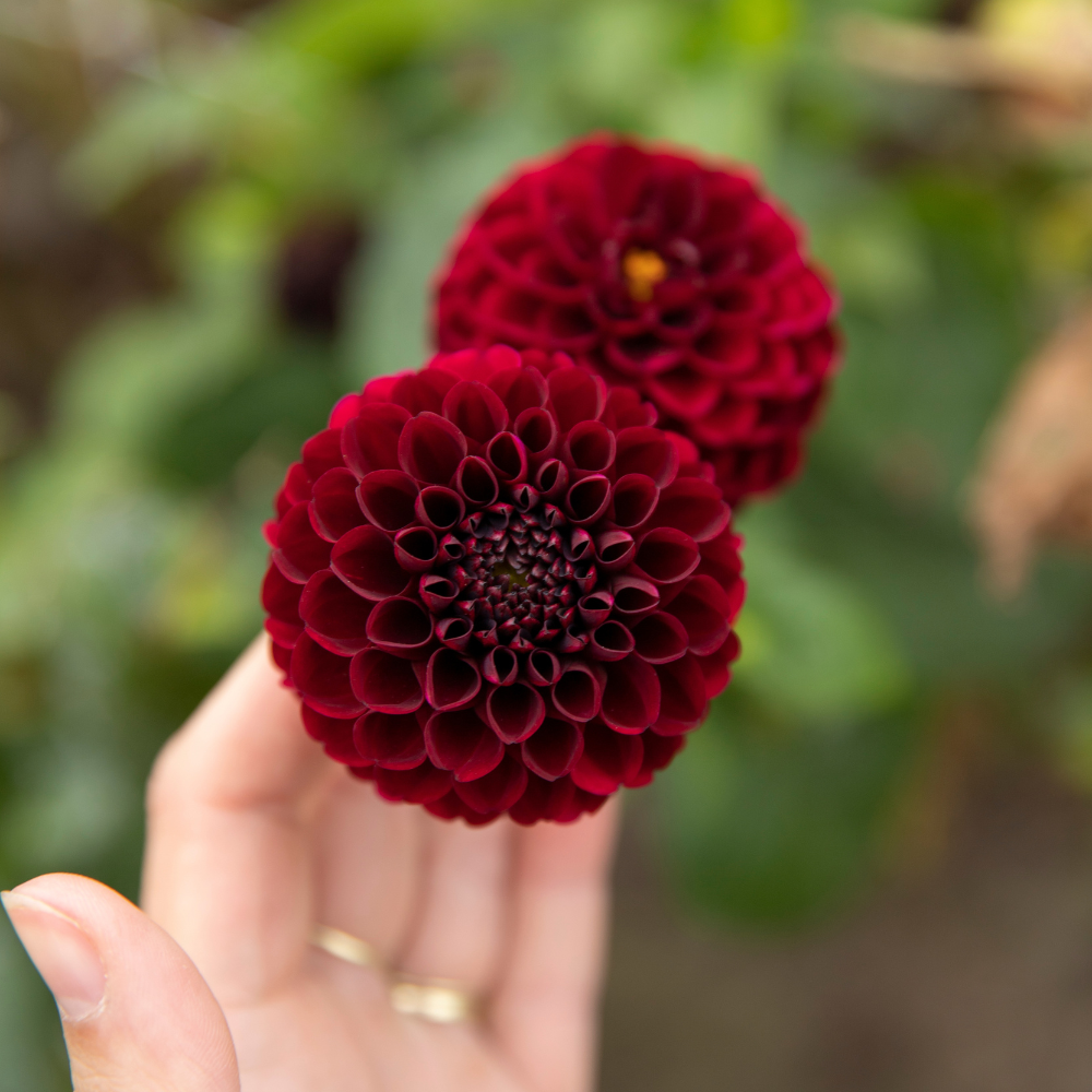 Dahlia 'Natal'