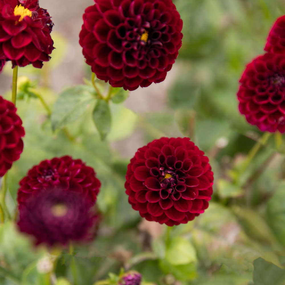 Dahlia pakket XXXXL pakket (met al onze 56 soorten)