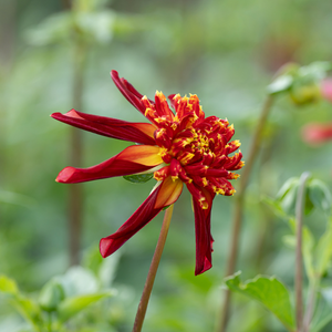 Dahlia 'Octopus Sparkle'