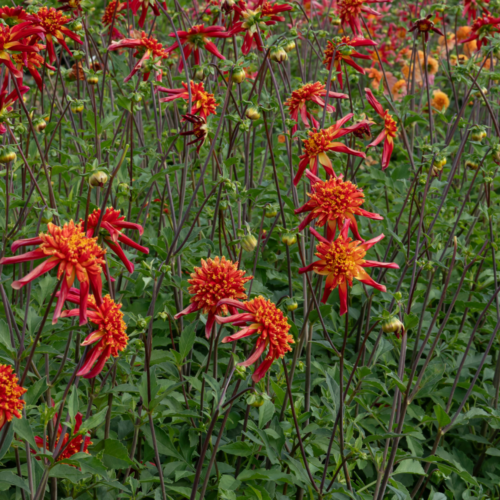 Dahlia 'Octopus Sparkle'