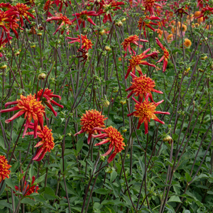 Dahlia 'Octopus Sparkle'