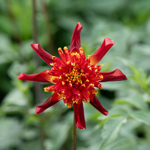 Dahlia 'Octopus Sparkle'