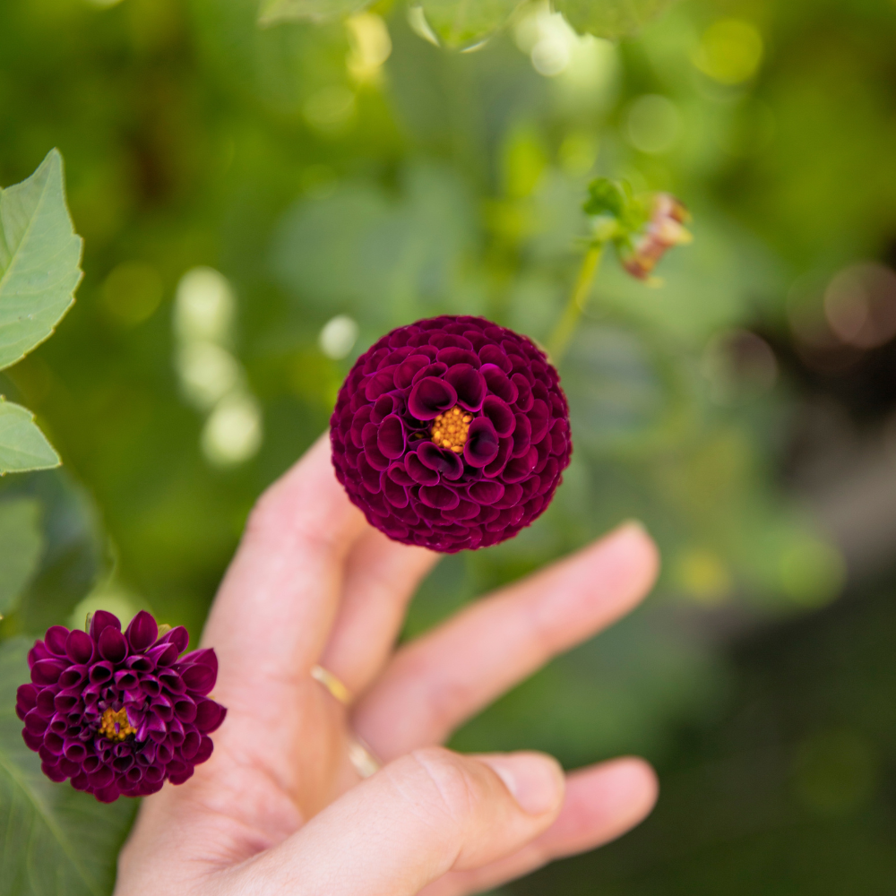 Dahlia pakket XXXXL pakket (met al onze 56 soorten)