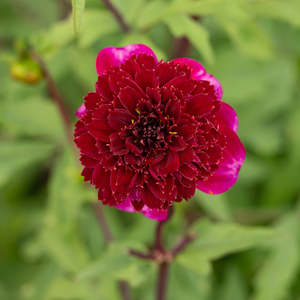 Dahlia 'Rockstar'
