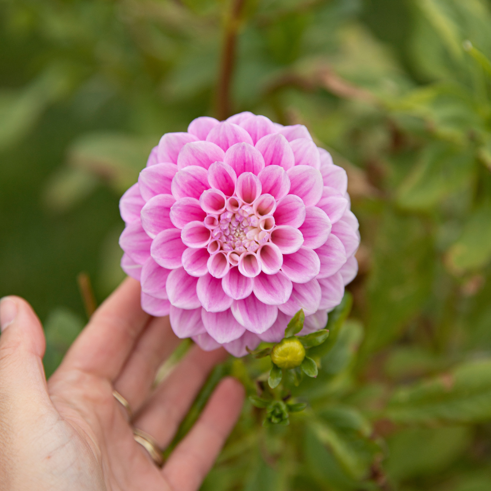 Dahlia pakket XXXXL pakket (met al onze 56 soorten)