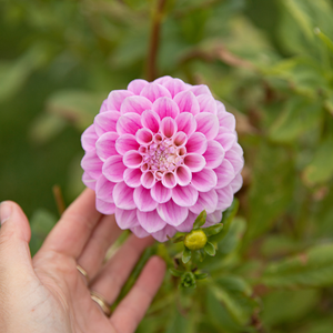 Dahlia pakket XXXXL pakket (met al onze 56 soorten)