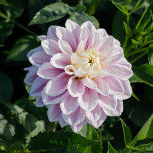 Dahlia 'Sweet Lucille'