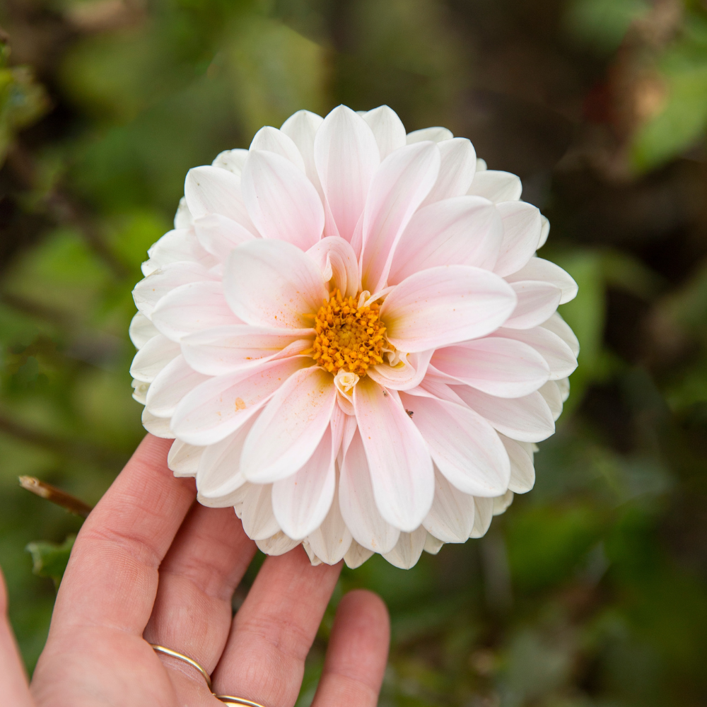 Dahlia 'Sweet Nathalie'
