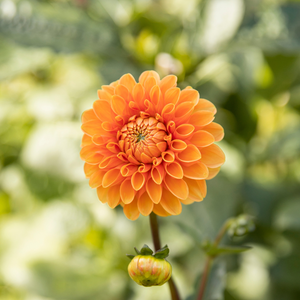 Dahlia pakket 'Onze 12 favorieten'