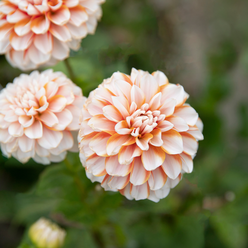 Dahlia pakket XXXXL pakket (met al onze 56 soorten)