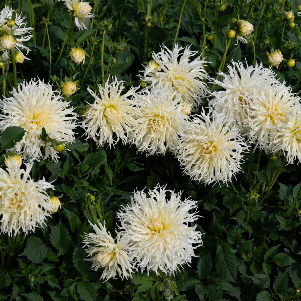 Dahlia 'Tsuki-Yori-No-Shisa'