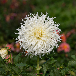 Dahlia 'Tsuki-Yori-No-Shisa'