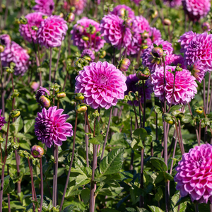 Dahlia 'Velvet Dream'