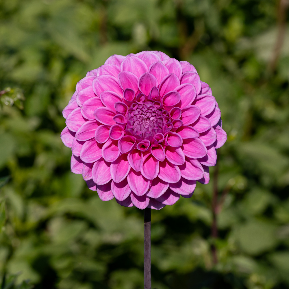 Dahlia 'Velvet Dream'