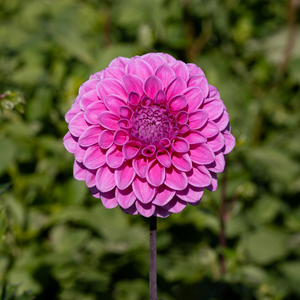 Dahlia 'Velvet Dream'