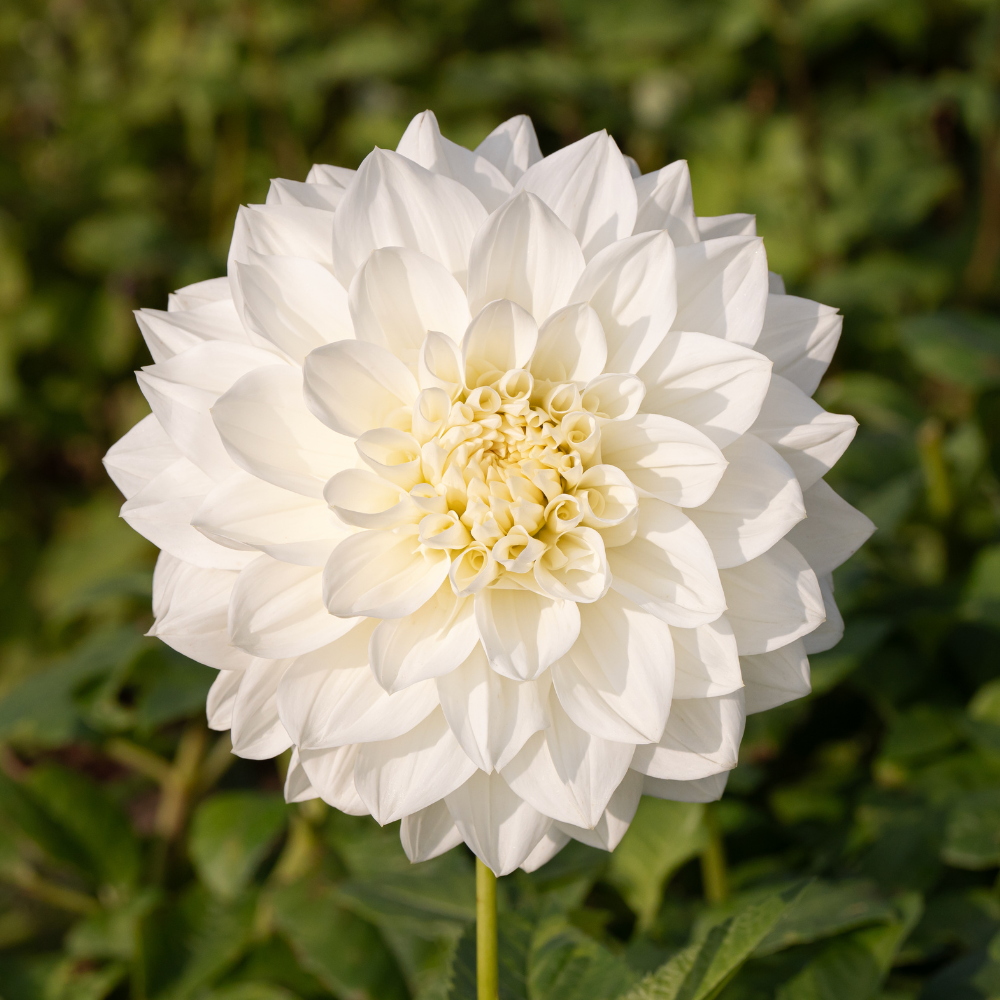 Dahlia 'White Perfection'