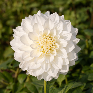 Dahlia 'White Perfection'