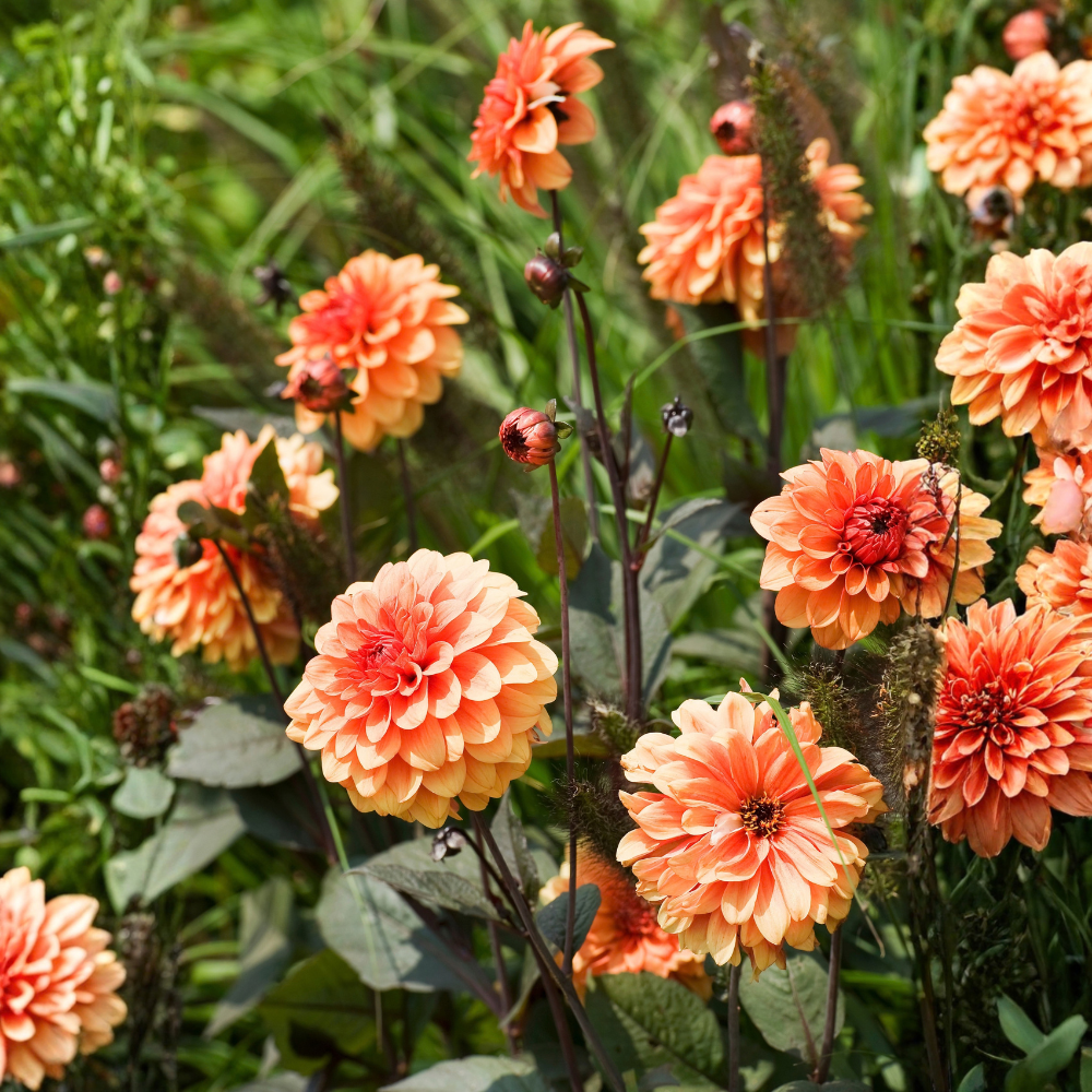 Dahlia 'Hapet Harmoney'