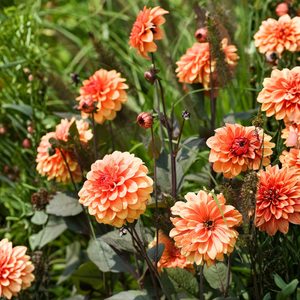 Dahlia 'Hapet Harmoney'