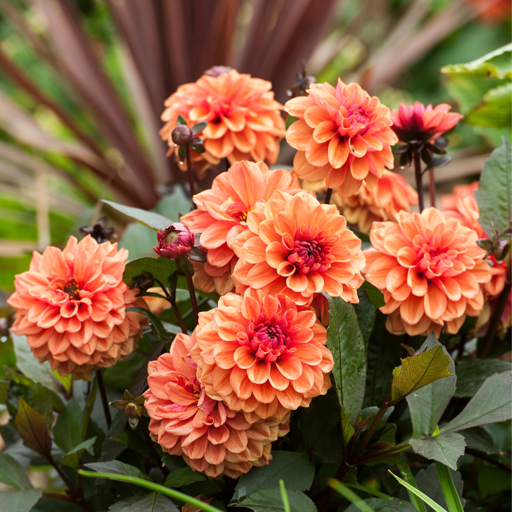 Dahlia 'Hapet Harmoney'