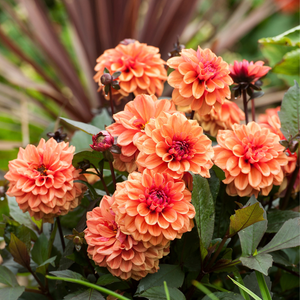 Dahlia 'Hapet Harmoney'